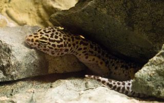 Zoo Rostock, Leopardengecko