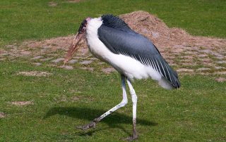 Zoo Rostock, Marabu