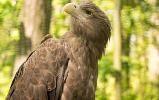 Seeadler, Zoo Rostock