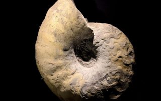 Ceratit- Ceratites-meissnerianus