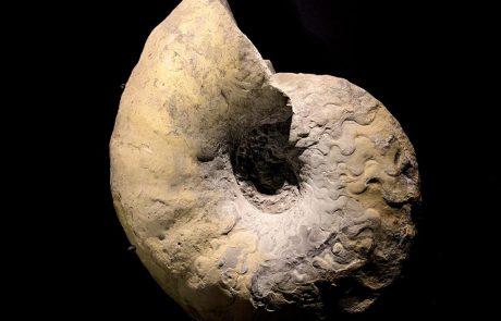 Ceratit- Ceratites-meissnerianus