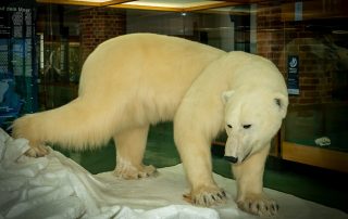 Eisbär