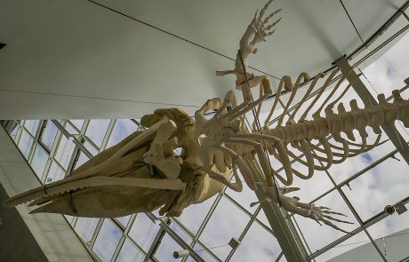 Finnwalskelett - im Eingangsbereich des Ozeaneums. Er war siebzehn Meter lang und 25 Tonnen schwer.