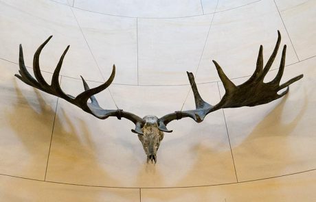 Geweih-eines-irischen-Rothirschs