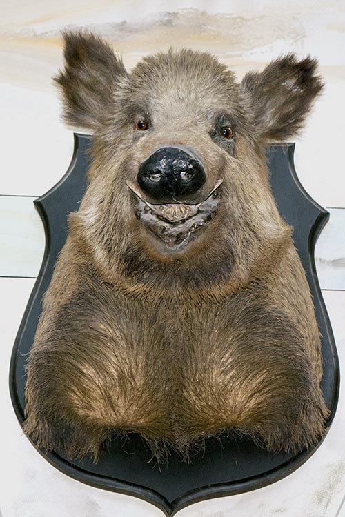 Jagdtrophaee-Wildschwein