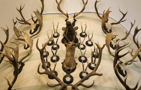 Jagdtrophaeen-Geweihe