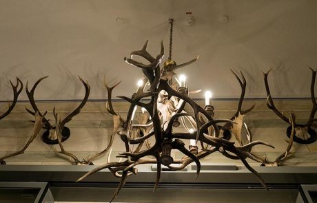 Jagdtrophaeen-Geweihe