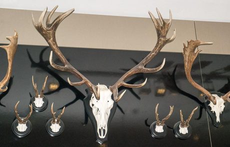 Jagdtrophaeen-Geweihe