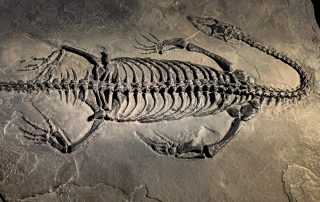 Keichousaurus ist sozusagen die chinesische Version der europäischen „Dicke-Rippen-Echse“ Pachypleurosaurus. Fossilienfunde von Keichousaurus sind recht häufig, darunter nicht selten sogar komplette Skelette. Diese sind vergleichsweise klein. Zwei Funde von weiblichen Tieren mit Embryo-Skeletten in ihren Körpern bezeugen, dass Keichousaurier keine Eierleger sind, sondern ihre Jungen bis zur Geburt im Körper austragen. Das gilt vermutlich für alle Nothosaurier.