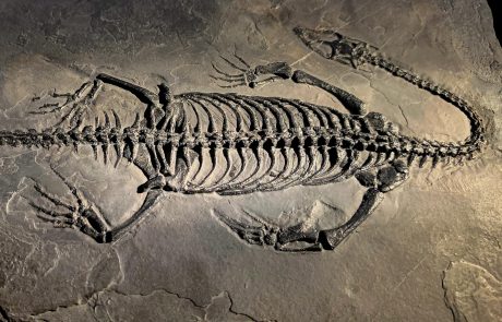 Keichousaurus ist sozusagen die chinesische Version der europäischen „Dicke-Rippen-Echse“ Pachypleurosaurus. Fossilienfunde von Keichousaurus sind recht häufig, darunter nicht selten sogar komplette Skelette. Diese sind vergleichsweise klein. Zwei Funde von weiblichen Tieren mit Embryo-Skeletten in ihren Körpern bezeugen, dass Keichousaurier keine Eierleger sind, sondern ihre Jungen bis zur Geburt im Körper austragen. Das gilt vermutlich für alle Nothosaurier.