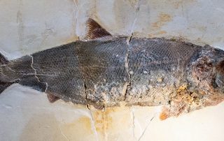 Knochenfisch (Caturus)