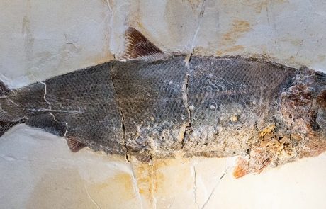 Knochenfisch (Caturus)