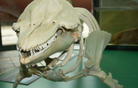 Skelett eines Delfins
