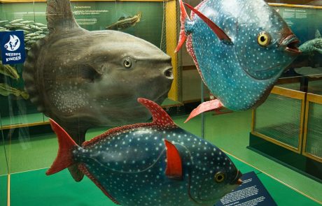 Gotteslachs und Mondfisch