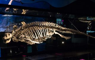 Pflasterzahnechse - Dies ist ein Abguss des weltweit einzigen komplett erhaltenen Skeletts eines Placodus gigas. Sonst wurden bisher nur Zähne, Schädelreste, selten ganze Schädel entdeckt. Ohne diesen Fund wäre seine Gestalt bis heute völlig unbekannt! Dicht stehende Rippen und eine Kette rundlicher Hautverknöcherungen über den Wirbelfortsätzen verhindern seitliche Körperbiegungen. Placodus gigas ist kein guter Schwimmer. Unter Wasser paddelt er mit allen Vieren oder tappt über den Meeresgrund. Zur Eiablage gehen die Weibchen an Land.