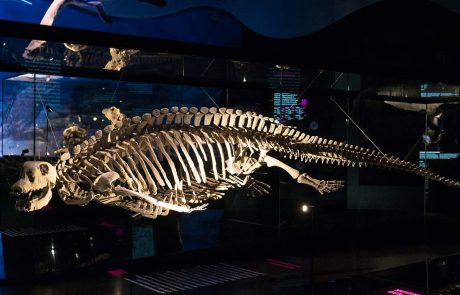 Pflasterzahnechse - Dies ist ein Abguss des weltweit einzigen komplett erhaltenen Skeletts eines Placodus gigas. Sonst wurden bisher nur Zähne, Schädelreste, selten ganze Schädel entdeckt. Ohne diesen Fund wäre seine Gestalt bis heute völlig unbekannt! Dicht stehende Rippen und eine Kette rundlicher Hautverknöcherungen über den Wirbelfortsätzen verhindern seitliche Körperbiegungen. Placodus gigas ist kein guter Schwimmer. Unter Wasser paddelt er mit allen Vieren oder tappt über den Meeresgrund. Zur Eiablage gehen die Weibchen an Land.
