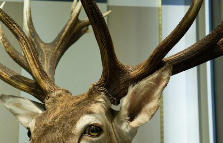 Rothirsch-ungerader-18-Ender