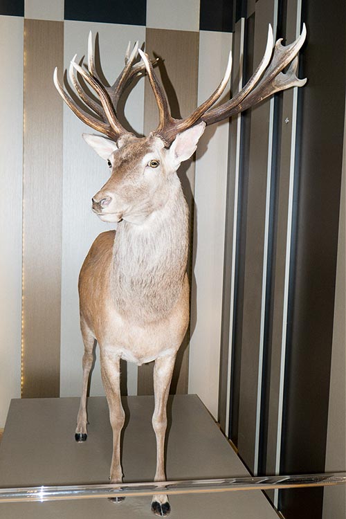 Rothirsch-ungerader-18-Ender