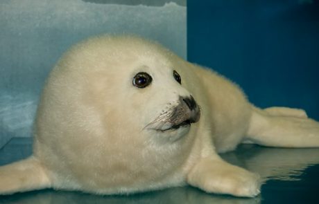 Sattelrobbenbaby