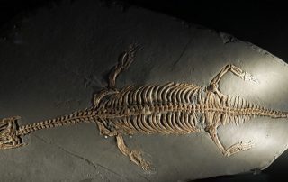 Nothosaurier Lariosaurus balsami: Skelett-Abguss, Fundort: Italien, Größe: bis 3 m, bis 80 kg, Paläontologische Sammlungen der Eberhard-Karls Universität Tübingen