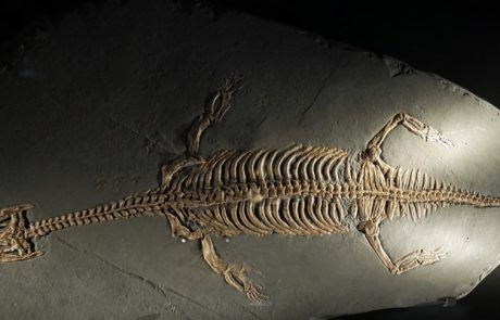 Nothosaurier Lariosaurus balsami: Skelett-Abguss, Fundort: Italien, Größe: bis 3 m, bis 80 kg, Paläontologische Sammlungen der Eberhard-Karls Universität Tübingen