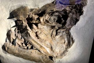 Echter-Knochenfisch-Xiphactinus