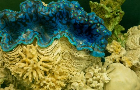 Riesenmuscheln „züchten" einzellige Algen Diese Muscheln bewohnen sonnige Flachwasserbereiche tropischer Meere. In ihrem Blut leben winzige Algen, die Licht zum Aufbau von Nährstoffen benötigen. Darum ragt der durch-blutete Mantel weit aus den Schalenklappen heraus. Das ist eine Symbiose: Die Algen verwerten Exkrete ihres Wirtes und dienen der Muschel als zusätzliche Nahrung.