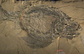 Schmelzschuppenfisch