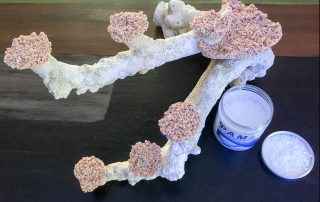 PAM Glue und Eporeef