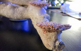 PAM Glue und Eporeef