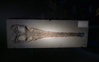 Pelagosaurus