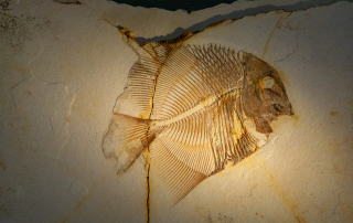 Pflasterzahnfisch Turbomesodon