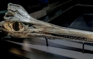 Mega-Fischsaurier aus dem Jura: Schädel eines Temnodontosaurus © Bayerische Staatssammlung für Paläontologie und Geologie, München;