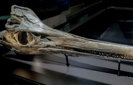 Mega-Fischsaurier aus dem Jura: Schädel eines Temnodontosaurus © Bayerische Staatssammlung für Paläontologie und Geologie, München;