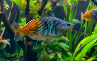 Zoologischer Tiergarten in Karlsruhe