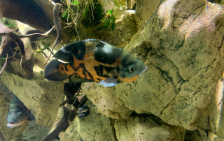 Zoologischer Tiergarten in Karlsruhe