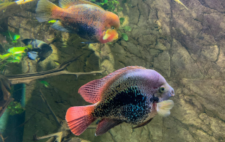 Zoologischer Tiergarten in Karlsruhe
