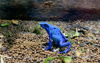 Blauer Baumsteiger Dendrobates azureus, Zoologischer Tiergarten in Karlsruhe