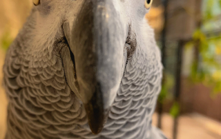 Graupapagei,Zoologischer Tiergarten in Karlsruhe