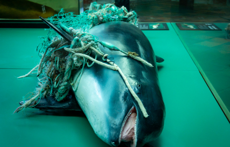 Gefangen im Plastikmüll