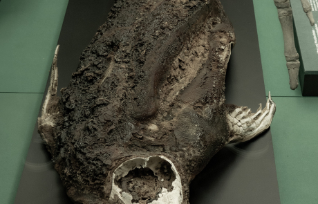 Klima- oder Trockenmumie einer Krabbenfresserrobbe (Lobodon carcinophagus). Das Tier wurde 1980 von Dr. Wilfreid Richter während der 24. Sowjetischen Antarktisexpedition 100 Kilometer landeinwärts, also weit weg vom Wasser und dem Wurfplatz, gefunden. Die Mumie ist ca. 800 Jahre alt. Diesen außergewöhnlichen Fund übernahm das Meeresmuseum als bisher weltweit einzigen Beleg in seine Sammlung. In der Antarktis wurden auch noch einige weitere mumifizierte Robben entdeckt. Sie wurden bis zu 200 Kilometer Entfernung von der Küste und in 1600 Meter Höhe im Gebirge.