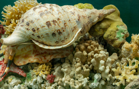 Das Tritonshorn gehört zu den größten lebenden Schnecken und bewohnt die Korallen-riffe. Seine bevorzugten Beutetiere sind Seesterne, die unter Einwirkung von Säure angebohrt und ausgefressen werden.