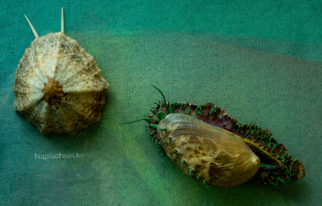 Napfschnecke und Seeohr