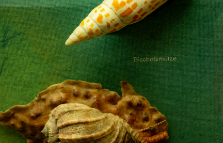 Bischofsmütze und Harfenschnecke