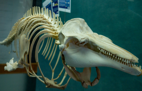 Skelett eines Schweinswales (Phocoena phocoena)