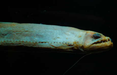 Kehlzähmer (Astronethes spec.)