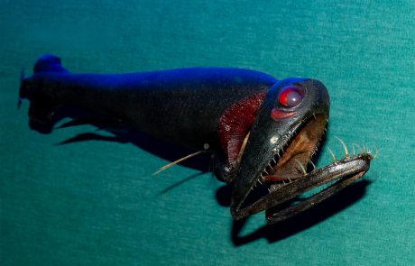 Dieser Tiefseefisch geht mit besonderen "Suchscheinwerfern" auf Beutefang: Aus den Lichtzellen unterhalb seiner Augen sendet er rotes Licht aus, das für seine Beute nicht sichtbar ist. So bemerken die Opfer gar nicht, dass sie verfolgt werden. Leihgabe Lokschuppen Rosenheim