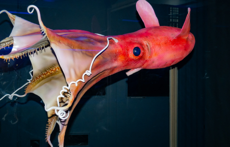 Tintenfisch Vampyroteuthis infernalis