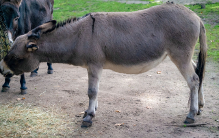 Zwergesel Equus africanus f. asinus, Zoologischer Tiergarten in Karlsruhe