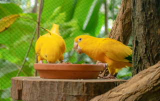 Sonnensittich Aratinga solstitialis, Zoologischer Tiergarten in Karlsruhe